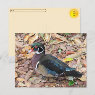 Postcrossing - Hout Eend Ansichtkaart Feestdagenkaart