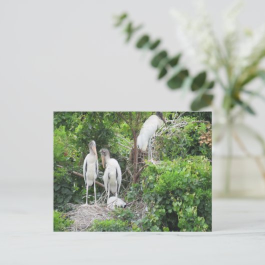 Postcrossing - Houtooievaar en Juvenielen Briefkaart (Staand voorkant)