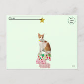 Postcrossing - Kagan the Cat - Christmas Feestdagenkaart (Achterkant)