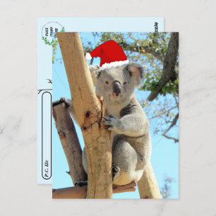 Postcrossing - Koala Kerstmis Briefkaart