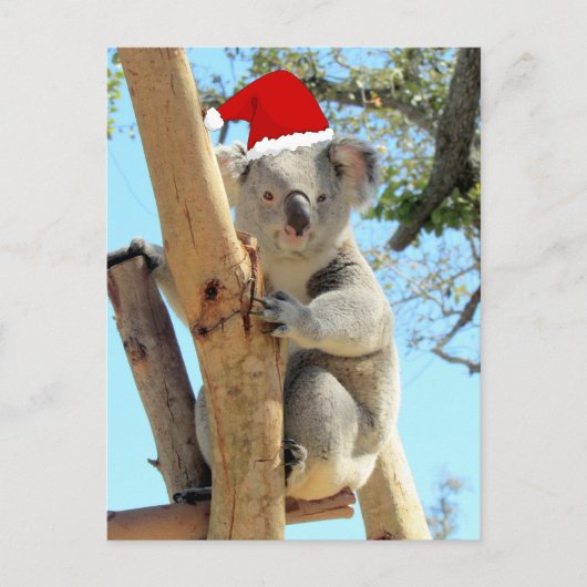 Postcrossing - Koala Kerstmis Briefkaart (Voorkant)