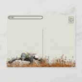 Postcrossing - Komodo Dragon Briefkaart (Achterkant)