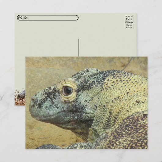Postcrossing - Komodovaraan Briefkaart (Voorkant / Achterkant)