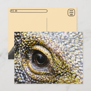 Postcrossing - Krokodillenmonitor hagedis Briefkaa Briefkaart