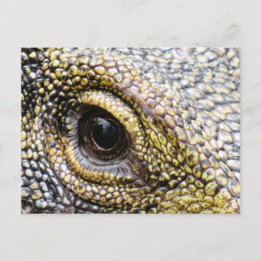 Postcrossing - Krokodillenmonitor hagedis Briefkaa Briefkaart (Voorkant)