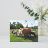 Postcrossing Lots of Cows & a Couple little Bulls Briefkaart (Staand voorkant)