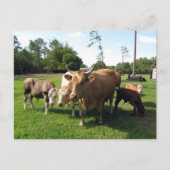 Postcrossing Lots of Cows & a Couple little Bulls Briefkaart (Voorkant)