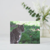 Postcrossing - Mooie Bobcat in een veld Briefkaart (Staand voorkant)
