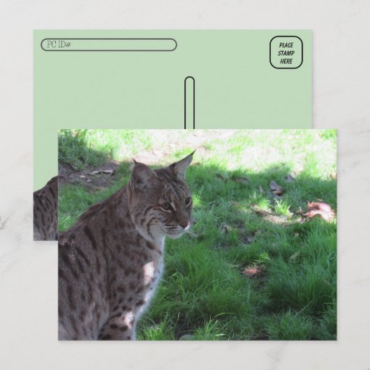 Postcrossing - Mooie Bobcat in een veld Briefkaart (Voorkant / Achterkant)