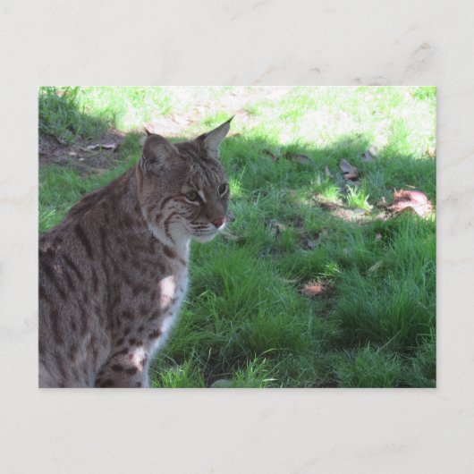 Postcrossing - Mooie Bobcat in een veld Briefkaart (Voorkant)