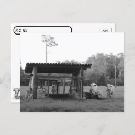 Postcrossing On the Ranch - Cows - Black and White Briefkaart