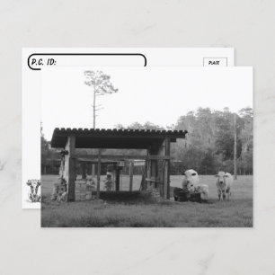 Postcrossing On the Ranch - Cows - Black and White Briefkaart