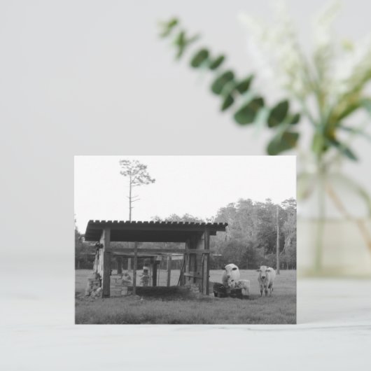 Postcrossing On the Ranch - Cows - Black and White Briefkaart (Staand voorkant)