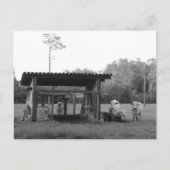 Postcrossing On the Ranch - Cows - Black and White Briefkaart (Voorkant)