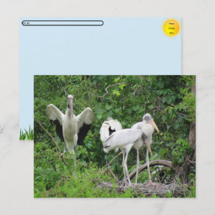 POSTCROSSING - Ooievaar Familie Ansichtkaart Feestdagenkaart
