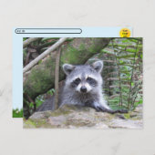 Postcrossing Pic of An Adorable Baby Raccoon Briefkaart (Voorkant / Achterkant)