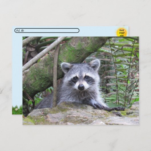 Postcrossing Pic of An Adorable Baby Raccoon Briefkaart (Voorkant / Achterkant)
