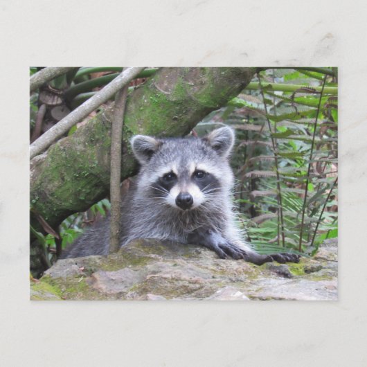 Postcrossing Pic of An Adorable Baby Raccoon Briefkaart (Voorkant)