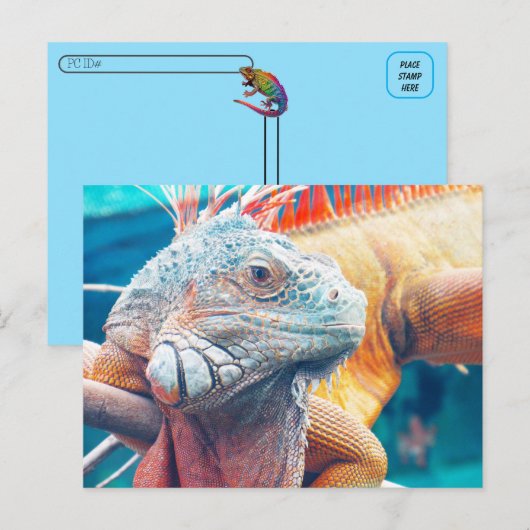 Postcrossing - Prachtig leguaan Briefkaart (Voorkant / Achterkant)