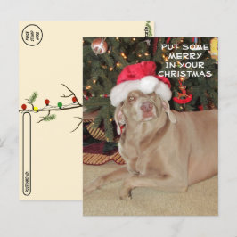 Postcrossing - Regen in de Weimaraner's Kerstmis Briefkaart