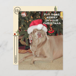 Postcrossing - Regen in de Weimaraner's Kerstmis Briefkaart
