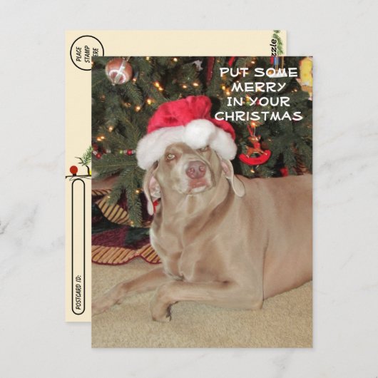Postcrossing - Regen in de Weimaraner's Kerstmis Briefkaart (Voorkant / Achterkant)