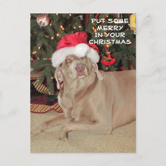 Postcrossing - Regen in de Weimaraner's Kerstmis Briefkaart (Voorkant)