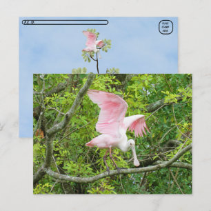 Postcrossing - Roseate Spoonbill Briefkaart
