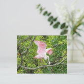 Postcrossing - Roseate Spoonbill Briefkaart (Staand voorkant)