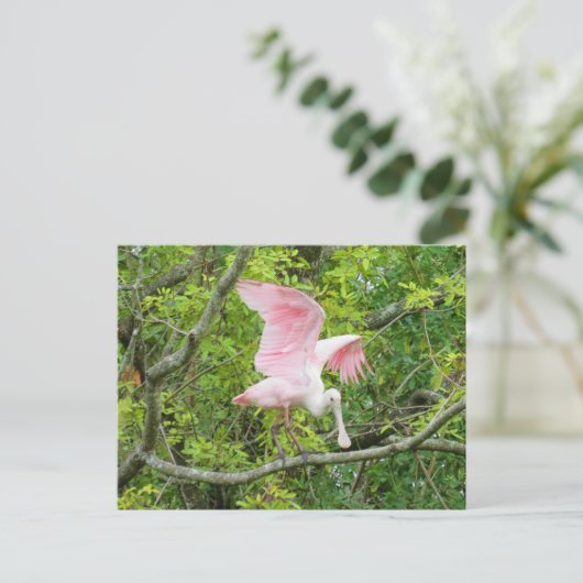 Postcrossing - Roseate Spoonbill Briefkaart (Staand voorkant)