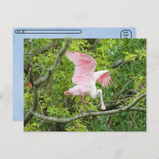 Postcrossing - Roseate Spoonbill Briefkaart (Voorkant / Achterkant)