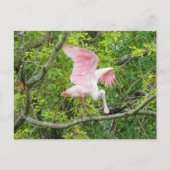 Postcrossing - Roseate Spoonbill Briefkaart (Voorkant)