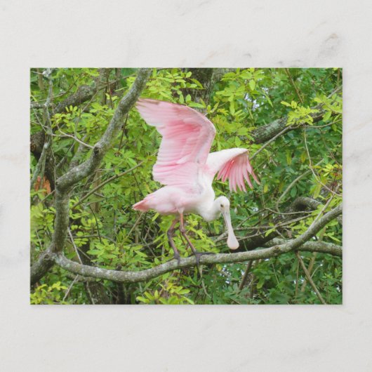Postcrossing - Roseate Spoonbill Briefkaart (Voorkant)