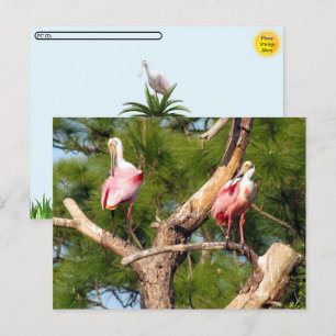 Postcrossing -Roseate Spoonbill - Briefkaart Flori
