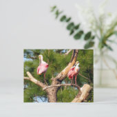 Postcrossing -Roseate Spoonbill - Briefkaart Flori (Staand voorkant)