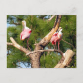 Postcrossing -Roseate Spoonbill - Briefkaart Flori (Voorkant)