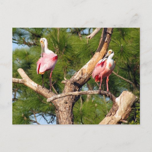 Postcrossing -Roseate Spoonbill - Briefkaart Flori (Voorkant)