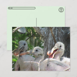 Postcrossing - Rozeate Spoonbill Chicks Briefkaart
