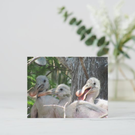 Postcrossing - Rozeate Spoonbill Chicks Briefkaart (Staand voorkant)