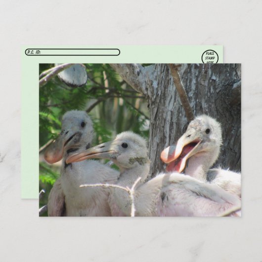 Postcrossing - Rozeate Spoonbill Chicks Briefkaart (Voorkant / Achterkant)