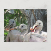 Postcrossing - Rozeate Spoonbill Chicks Briefkaart (Voorkant)