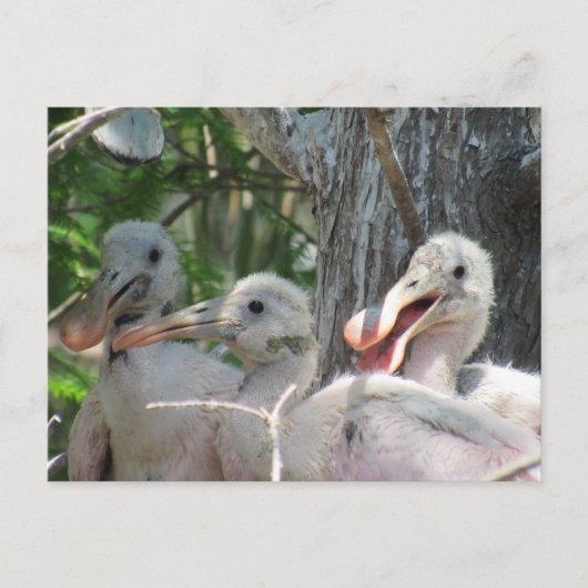 Postcrossing - Rozeate Spoonbill Chicks Briefkaart (Voorkant)