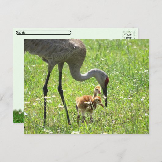 Postcrossing - Sandhill Crane en 2 Colts (kuiken) Briefkaart (Voorkant / Achterkant)