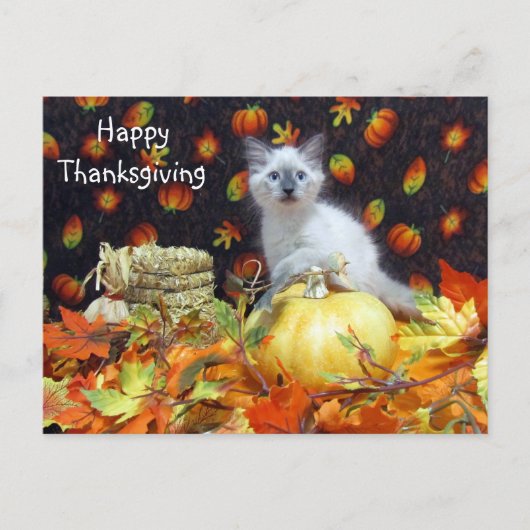 Postcrossing - Savannah Siamese Cat's Thanksgiving Briefkaart (Voorkant)