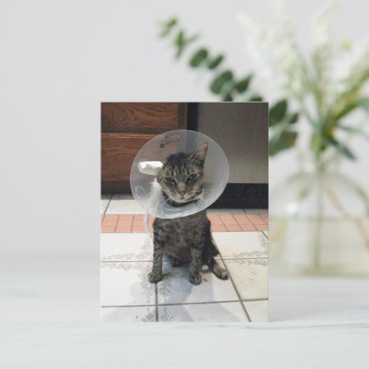 Postcrossing Schande Kegel - Kat Herstel Ansichtka Briefkaart (Staand voorkant)