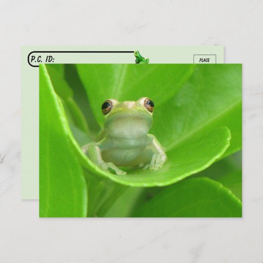 Postcrossing = Schattige Briefkaart van de boomkik (Voorkant / Achterkant)