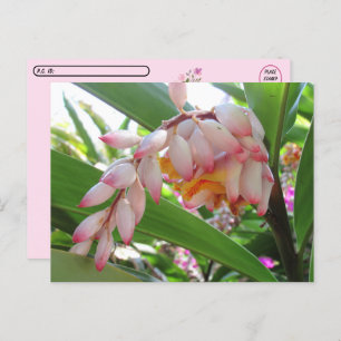 Postcrossing Shell Ginger Flowers Floral Briefkaar Briefkaart