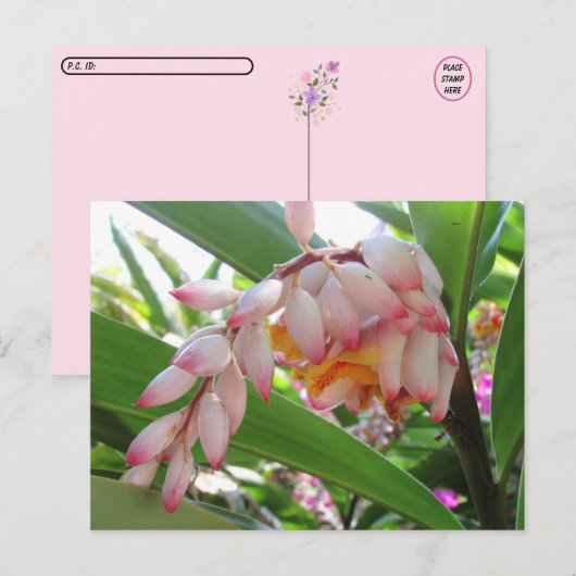 Postcrossing Shell Ginger Flowers Floral Briefkaar Briefkaart (Voorkant / Achterkant)