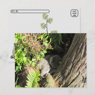 Postcrossing Slaapwasbeer Briefkaart