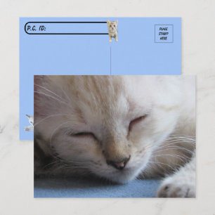 Postcrossing Slapen Siamese Kitten - Miss Winter Briefkaart